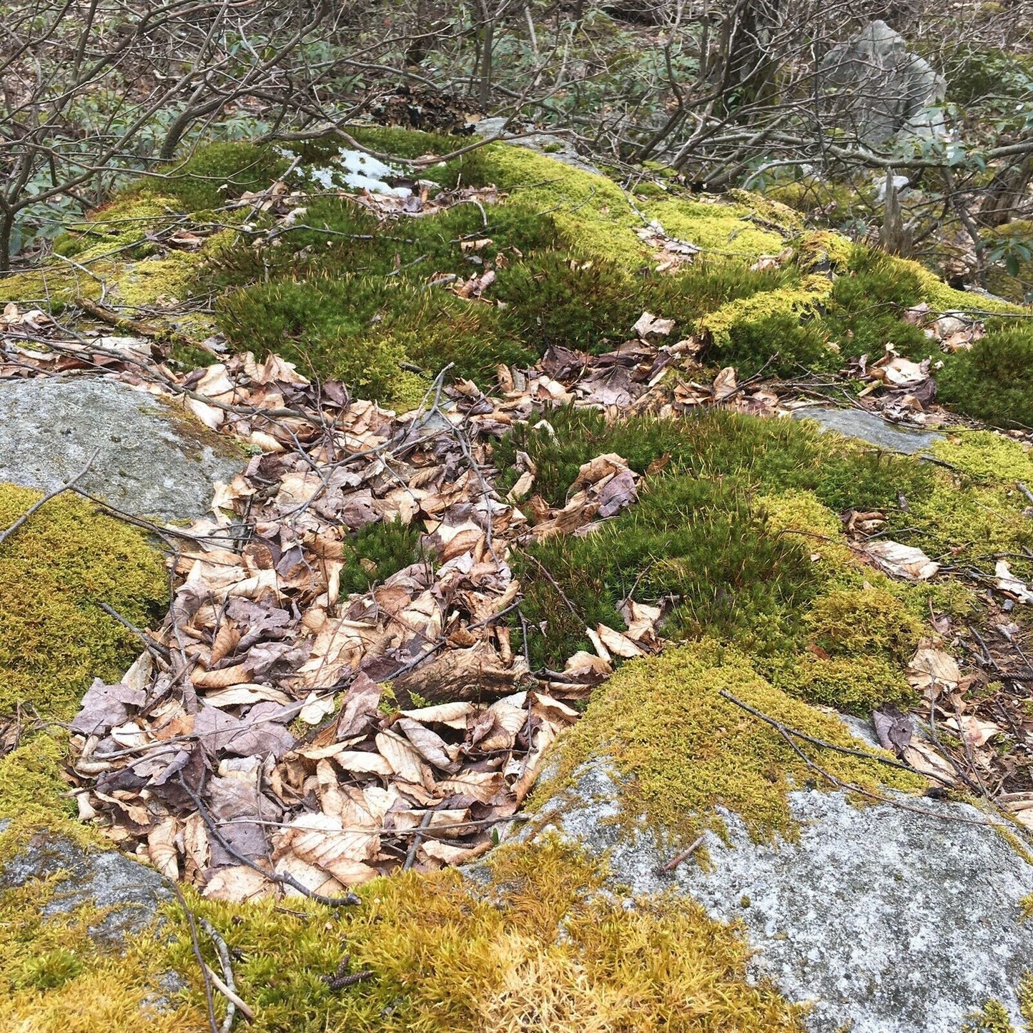 Live Assortment of Moss For Terrarium Sustainably Harvested