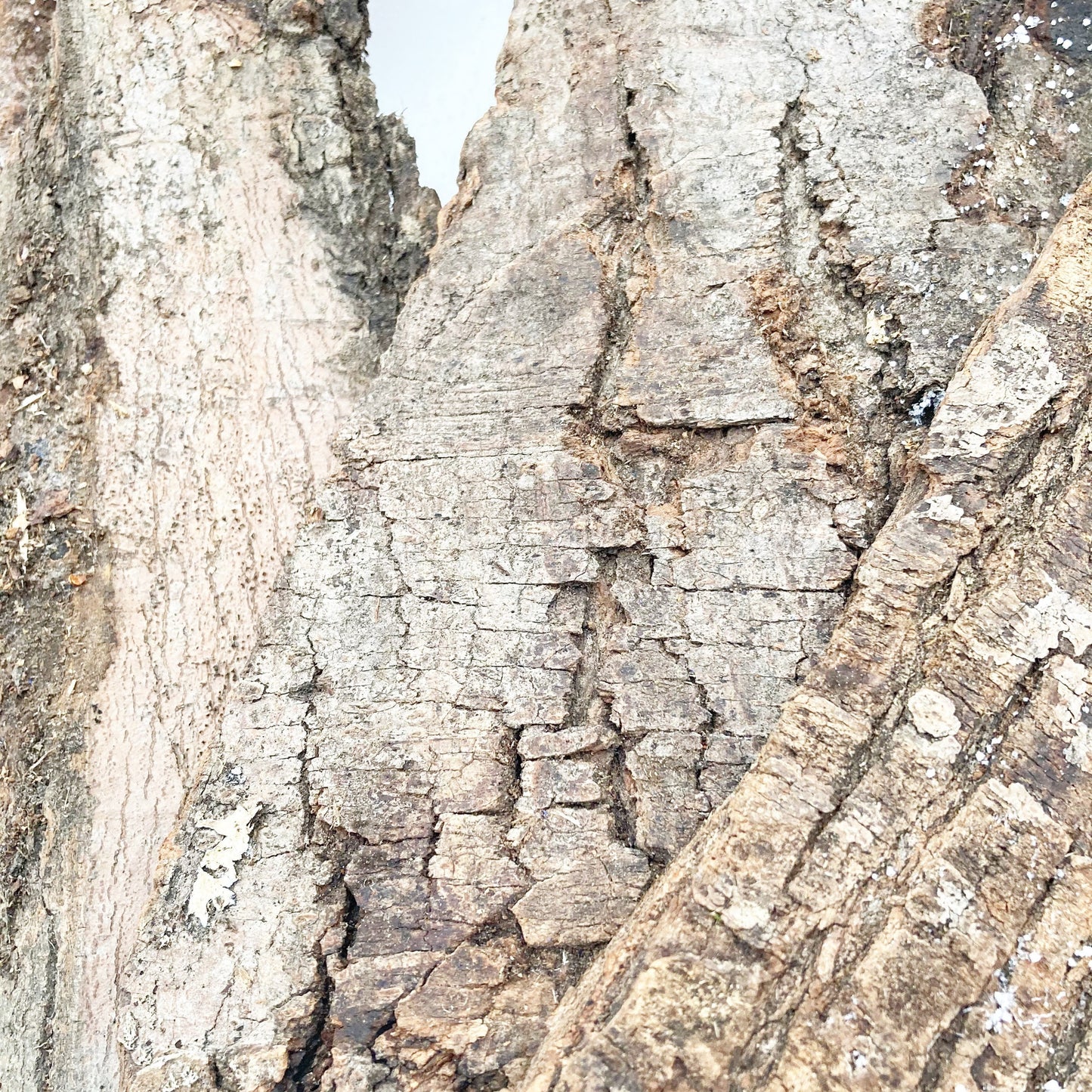 Bark Sheets from Hardwood Tree Species