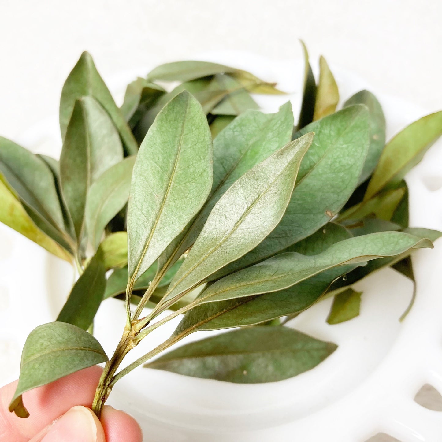 Mountain laurel leaves dried wild harvested and sustainably picked by hand