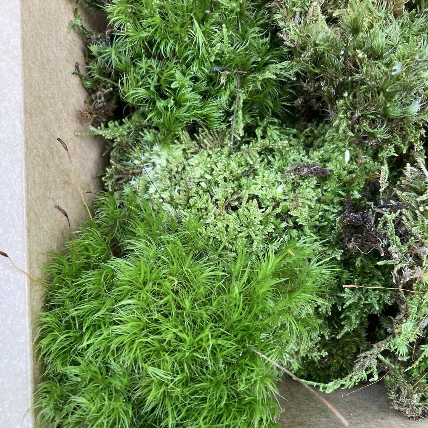 Live Assortment of Moss For Terrarium Sustainably Harvested