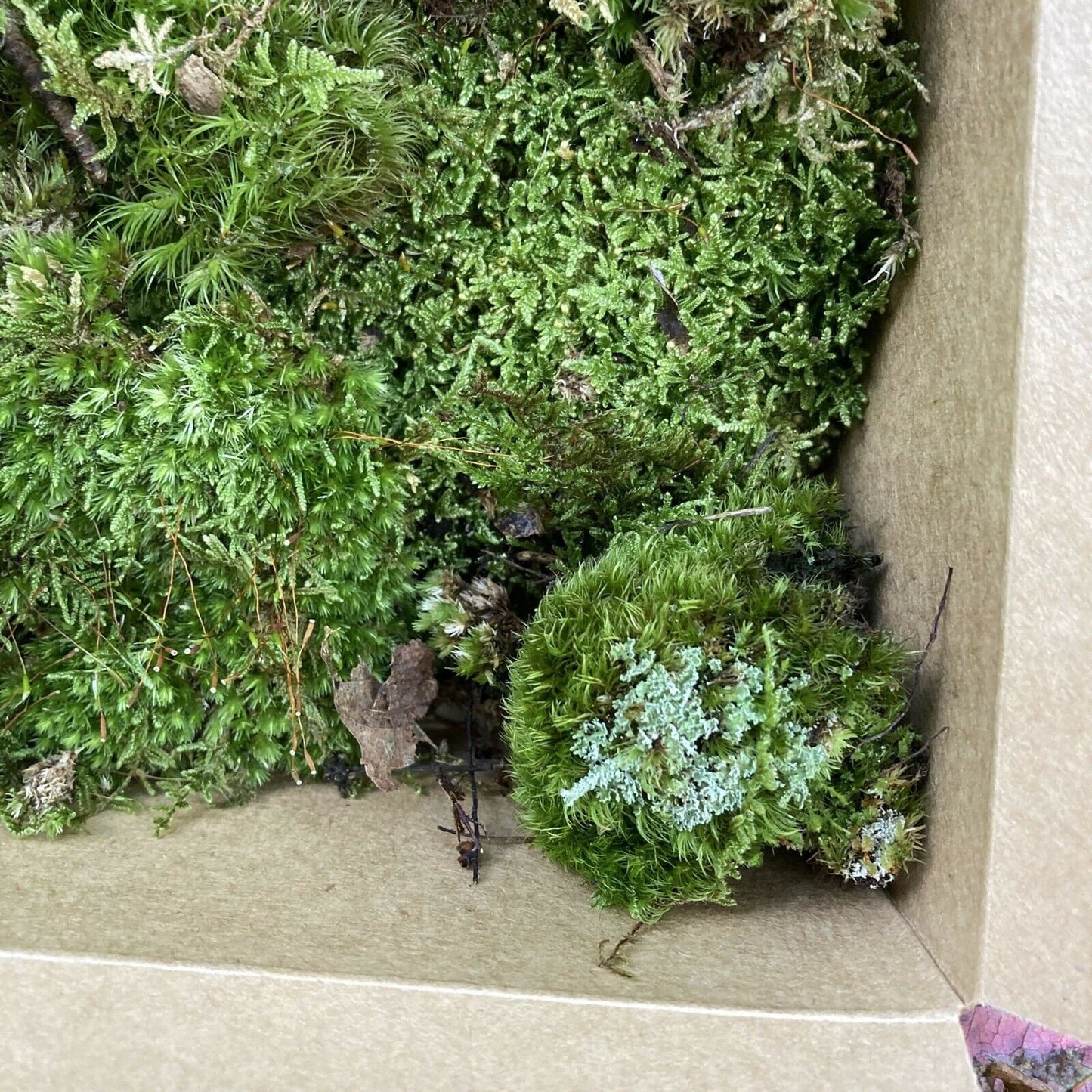 Live Moss Multi Pack - Sustainably Harvested - 3-4 Varieties