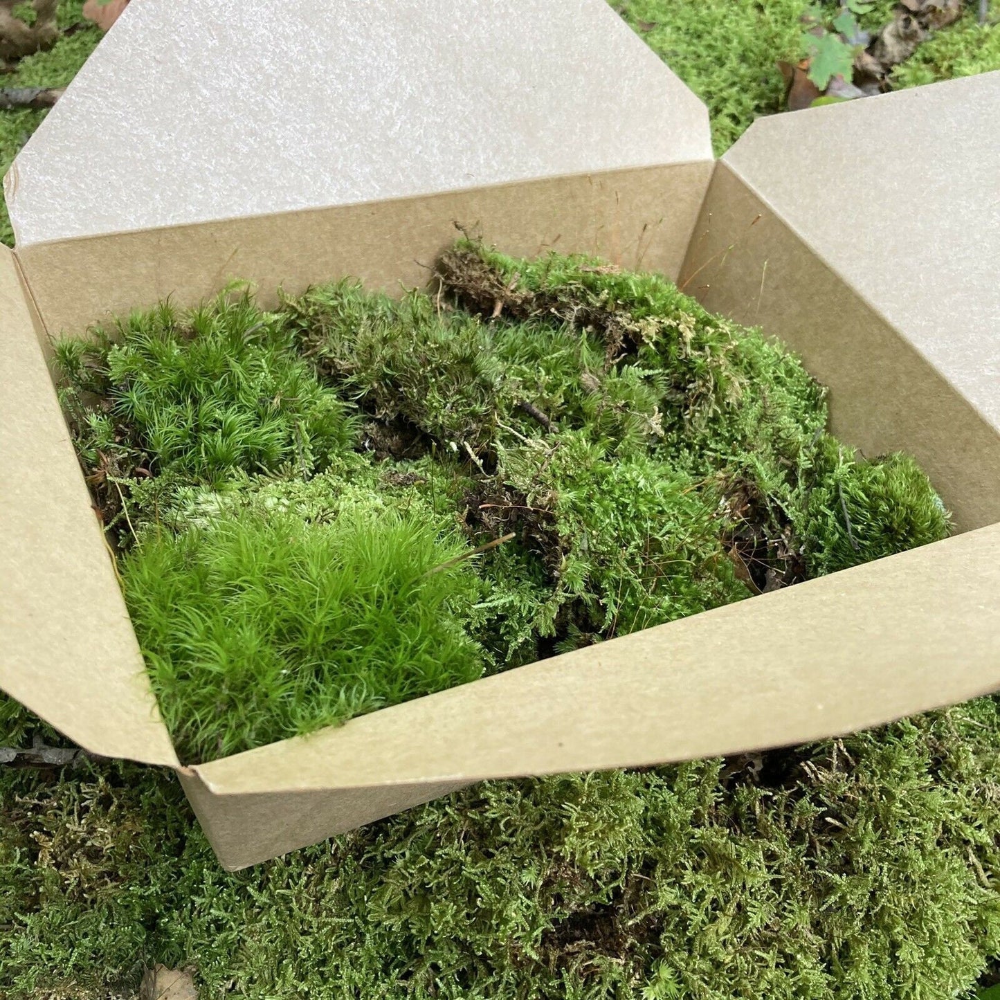Teddy-bear Moss (Rhytidiadelphus Triquetrus) Live Moss for Terrarium  building projects DIY Rare Moss (5 Plants)