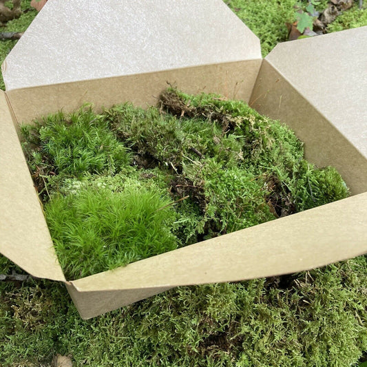 Live Assortment of Moss For Terrarium Sustainably Harvested