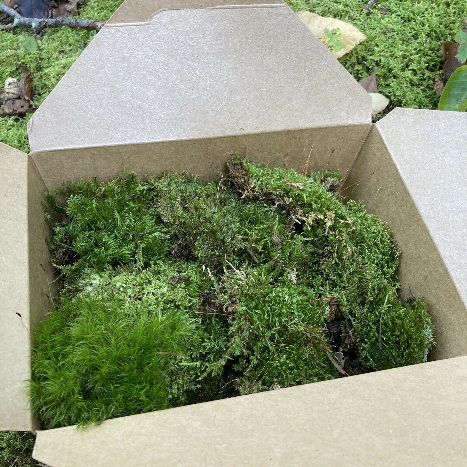  Live Moss Variety Sampler - Fern Moss, Sheet Moss, Frog Moss :  Patio, Lawn & Garden