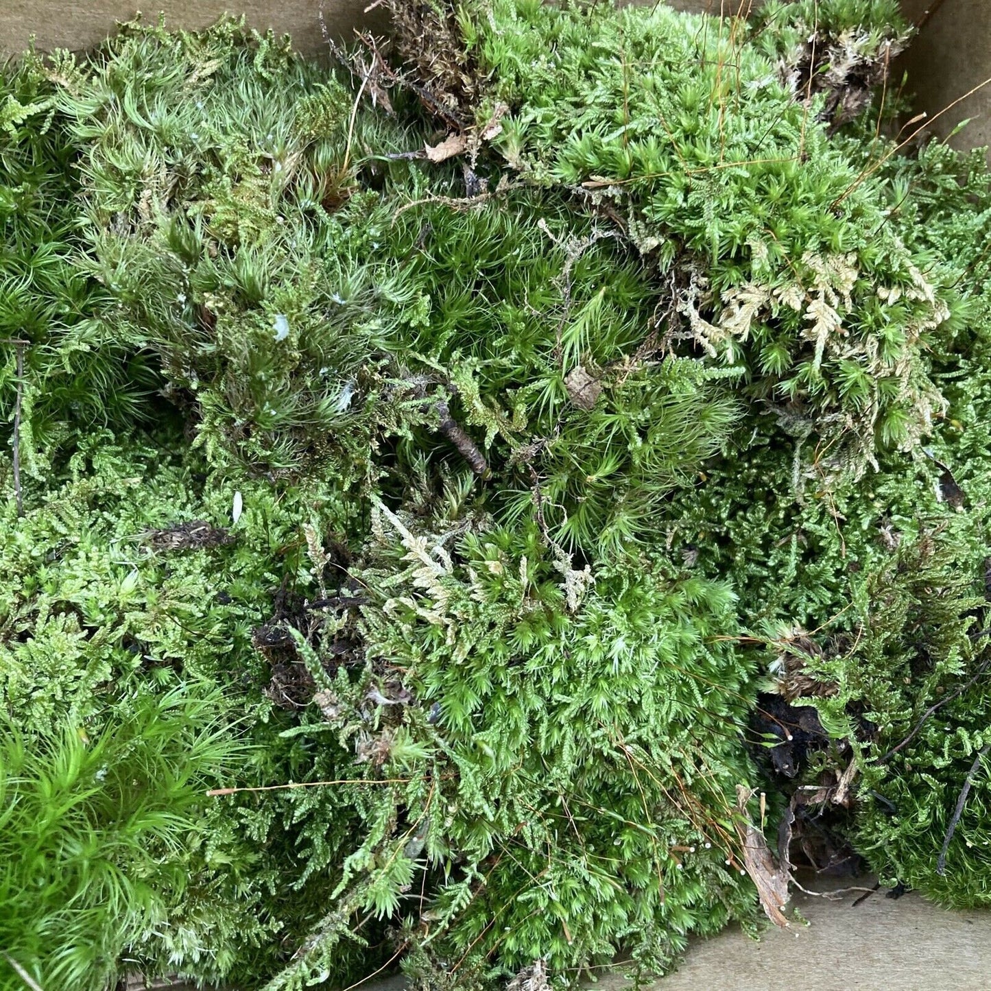 Live Assortment of Moss For Terrarium Sustainably Harvested