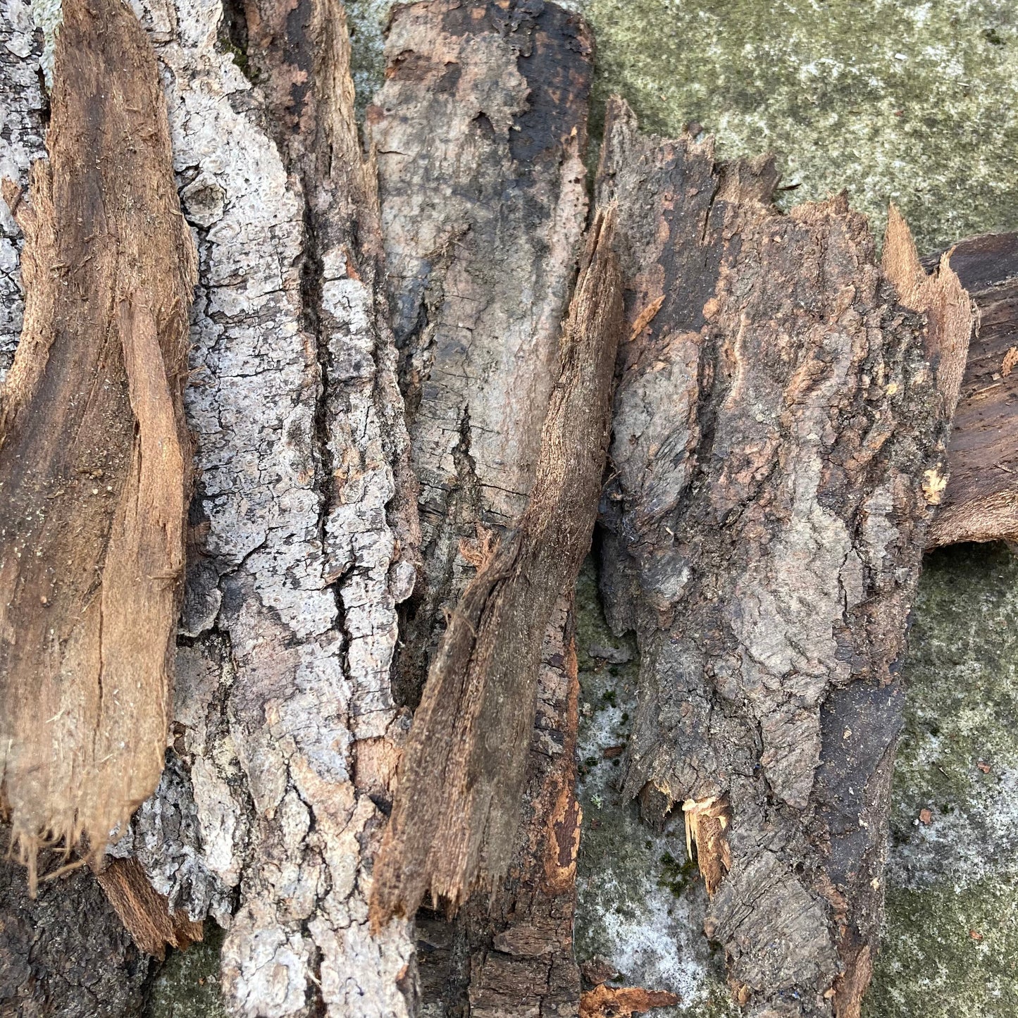 Tree Bark Pieces