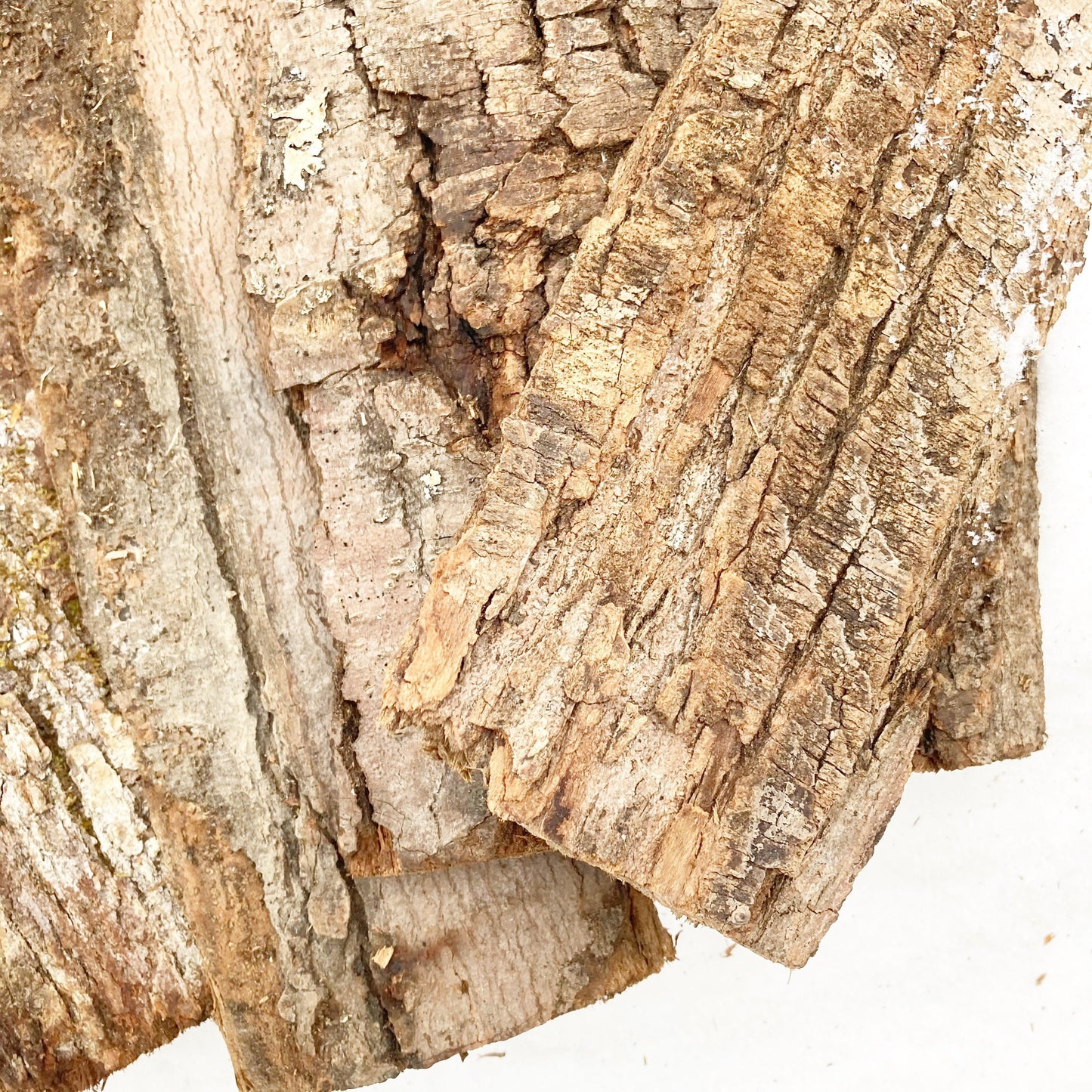 Bark Sheets from Hardwood Tree Species