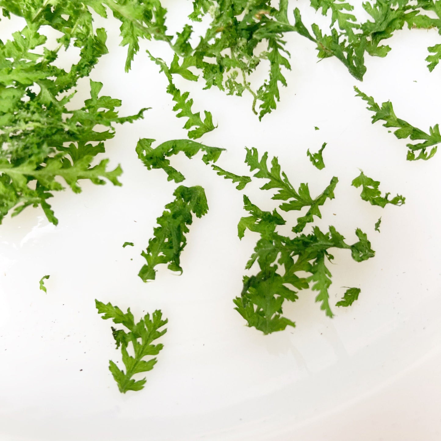 Dried Fern Leaves Natural Confetti