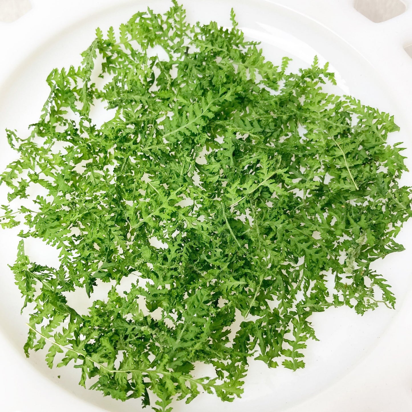 Dried Fern Leaves Natural Confetti