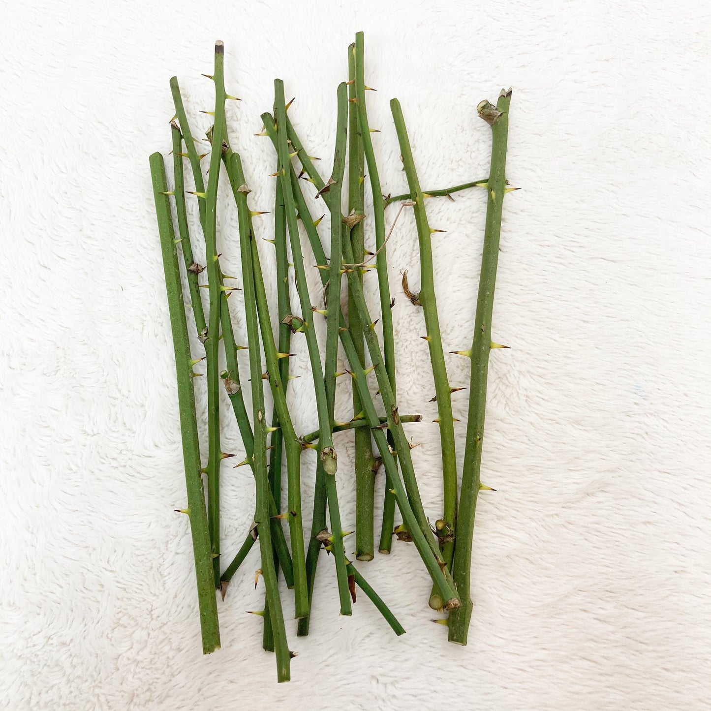 Greenbrier thorny twigs bundle