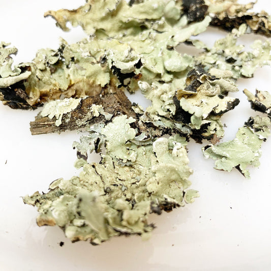 Green Lichen Pieces