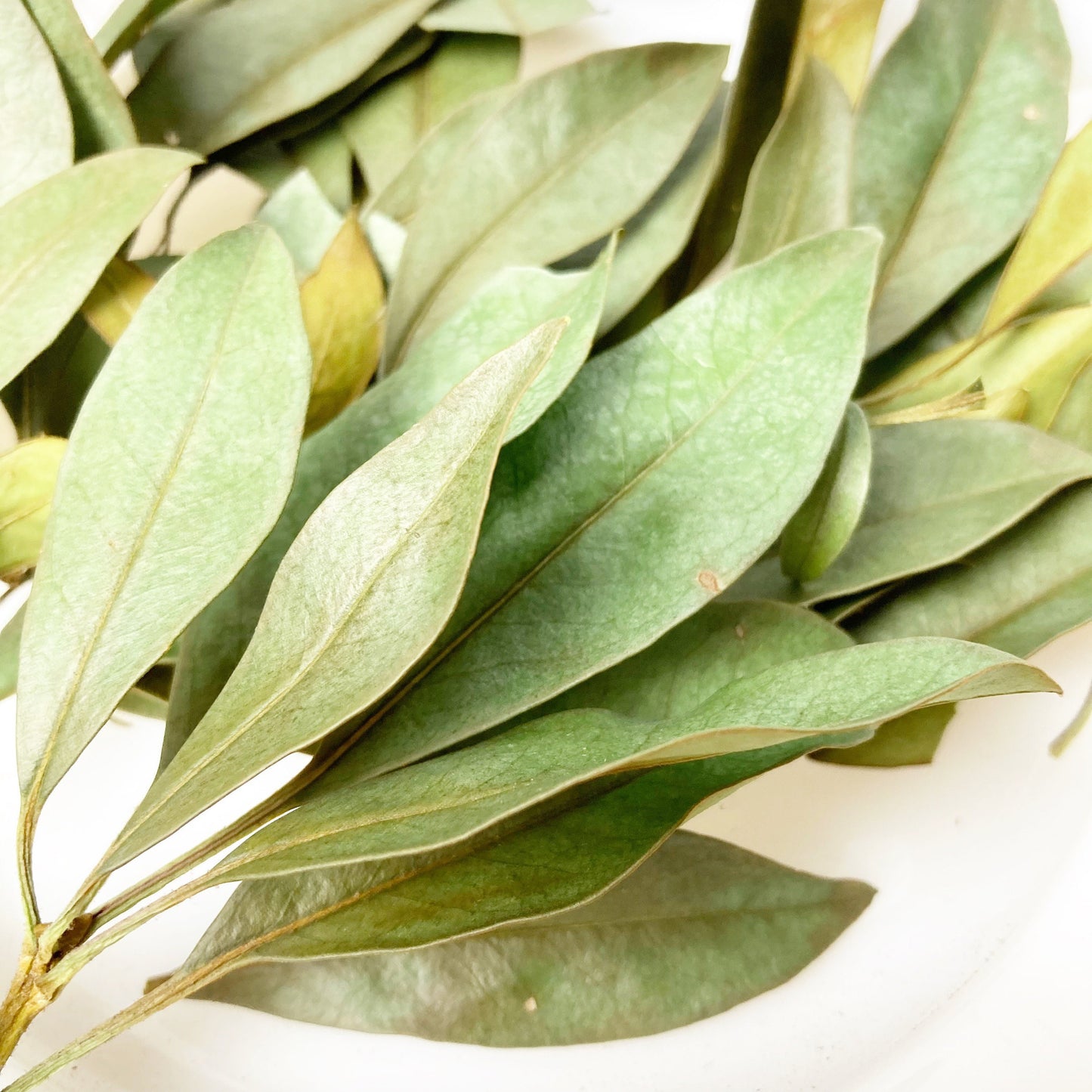 Mountain laurel leaves dried wild harvested and sustainably picked by hand