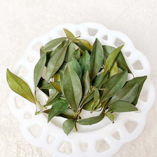 Mountain laurel leaves dried wild harvested and sustainably picked by hand