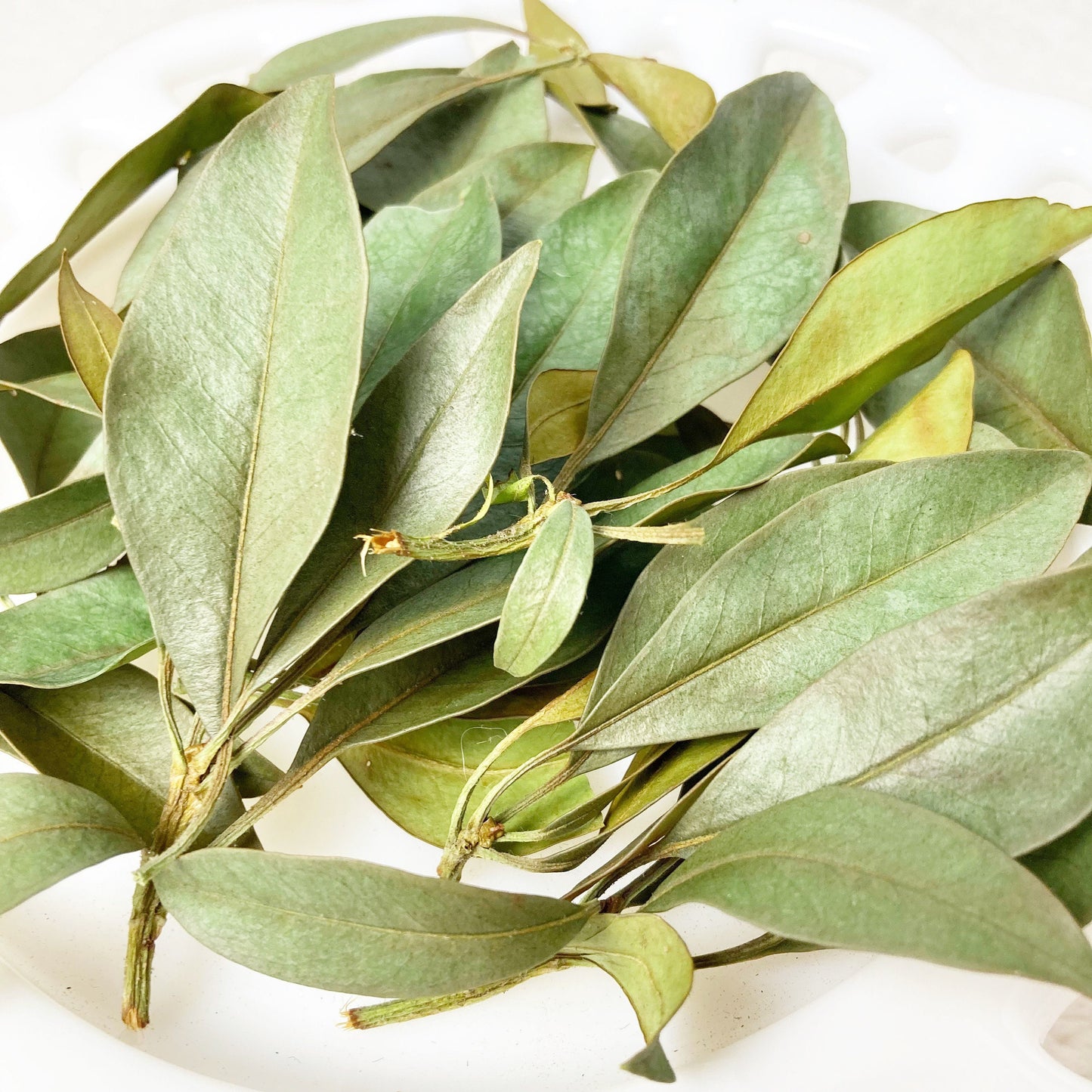 Mountain laurel leaves dried wild harvested and sustainably picked by hand